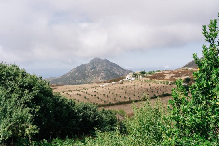 Mountain landscape with trees and fields under cloudy sky